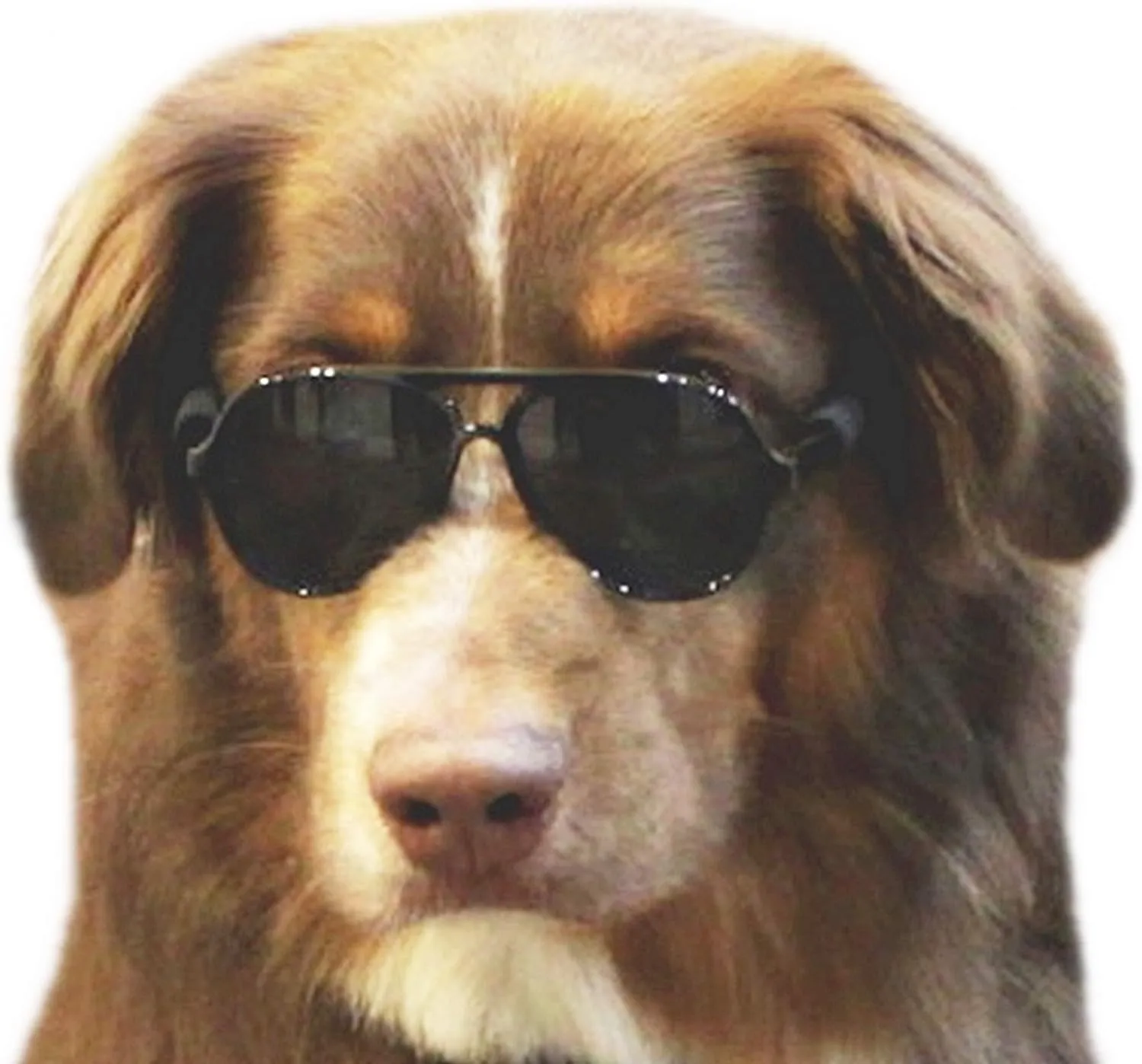 G010 Dog Pet Costume Prop Aviator Sunglasses Medium Breeds 20-40 lbs (2-Pack (Black Black))