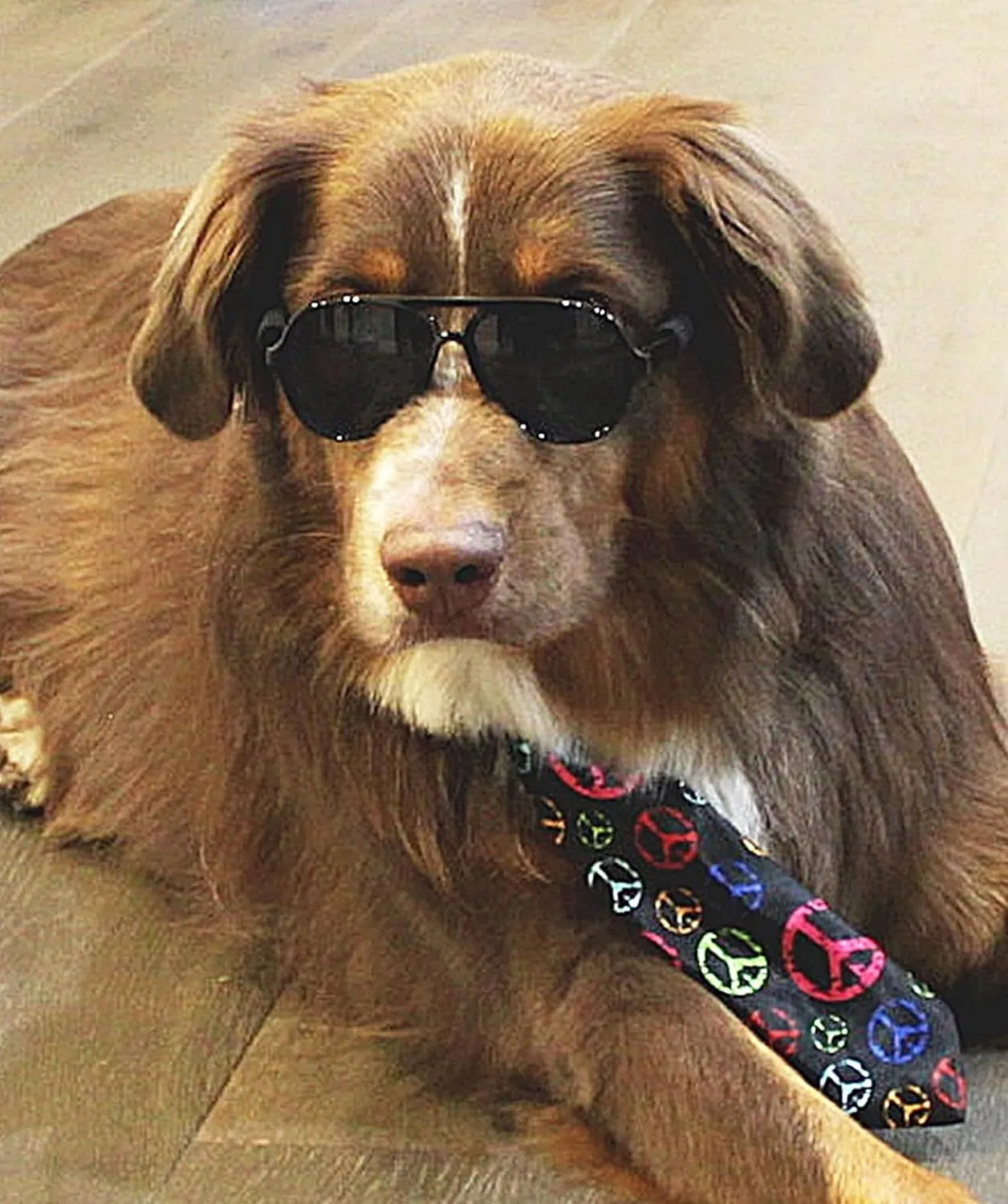 G010 Dog Pet Costume Prop Aviator Sunglasses Medium Breeds 20-40 lbs (2-Pack Black  Tortoise Brown)