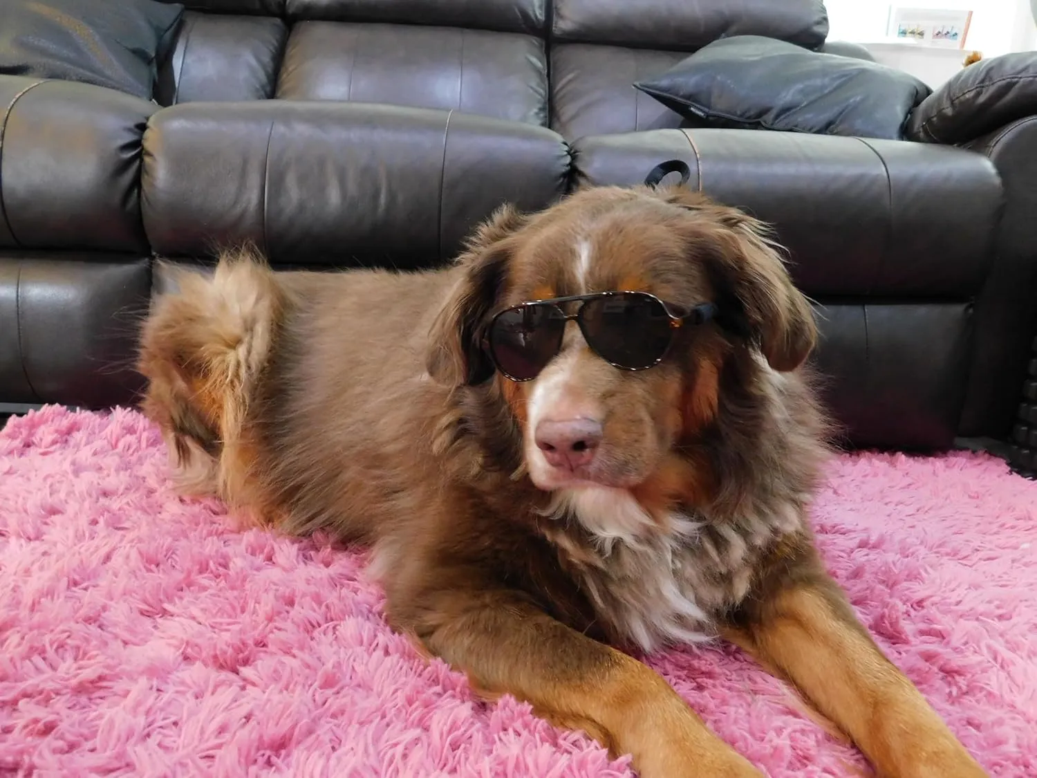 G010 Dog Pet Costume Prop Aviator Sunglasses Medium Breeds 20-40 lbs (2-Pack Black  Tortoise Brown)